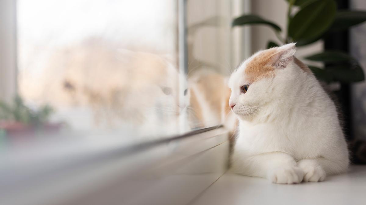 Un gato vigila desde la ventana la entrada de su casa.