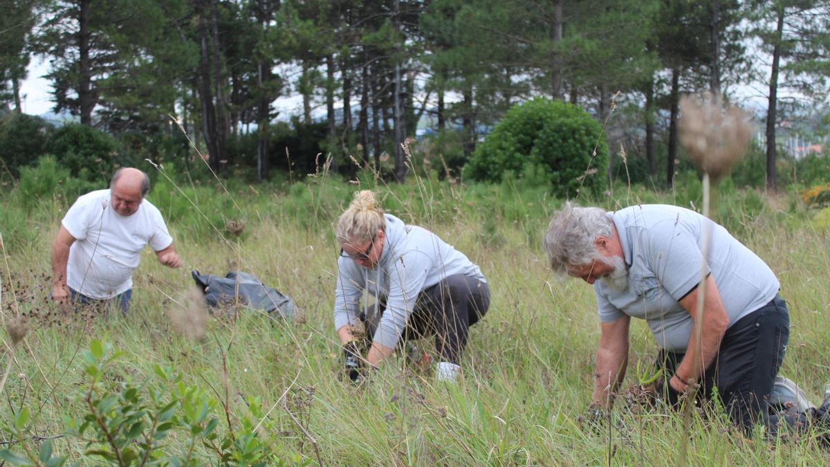 Zumaiarras retirando especies invasoras de la playa de Santiago el pasado octubre.