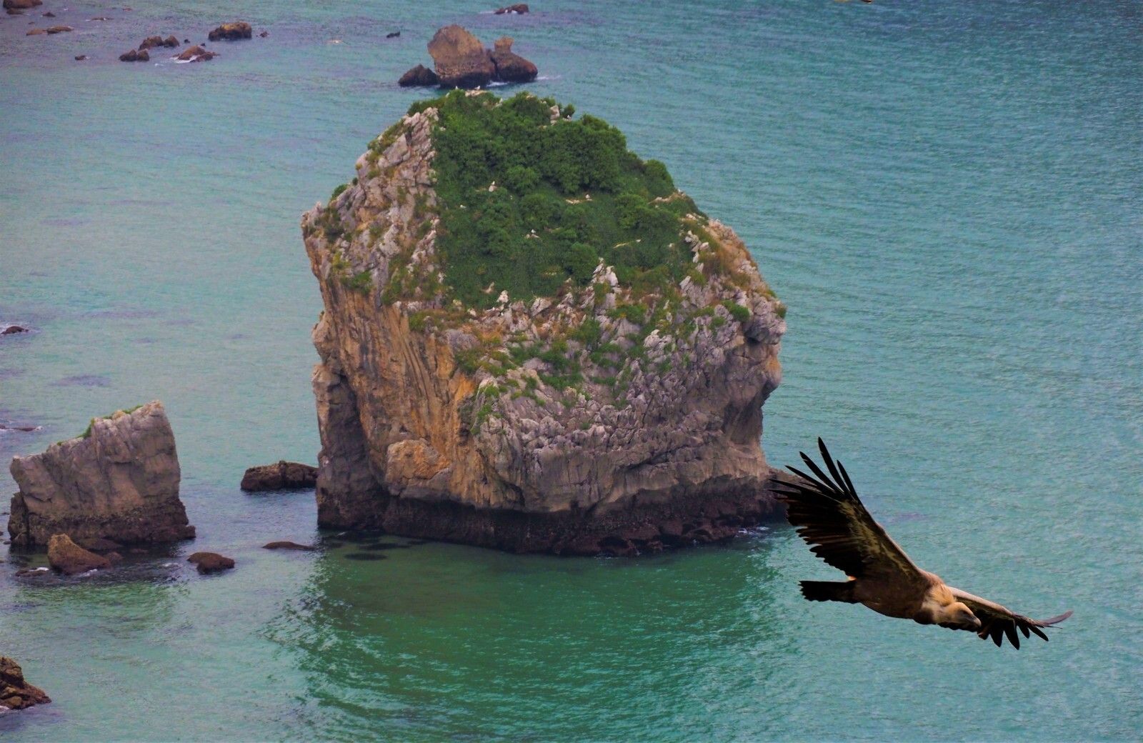 Buitrera Montaña Oriental Costera de Cantabria
