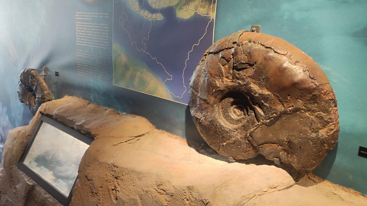 La coleccion Narváez-Azkarraga cuenta con piezas de gran espectacularidad recuperadas en el Flysch Negro de Mutriku.