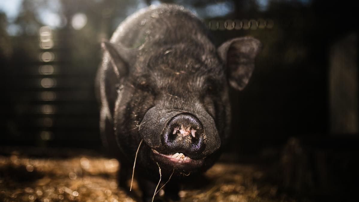 El grupo de trabajo permanente y consultivo estará operativo mientras continúe el brote detectado en Cataluña.