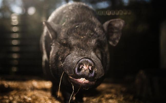 El grupo de trabajo permanente y consultivo estará operativo mientras continúe el brote detectado en Cataluña.