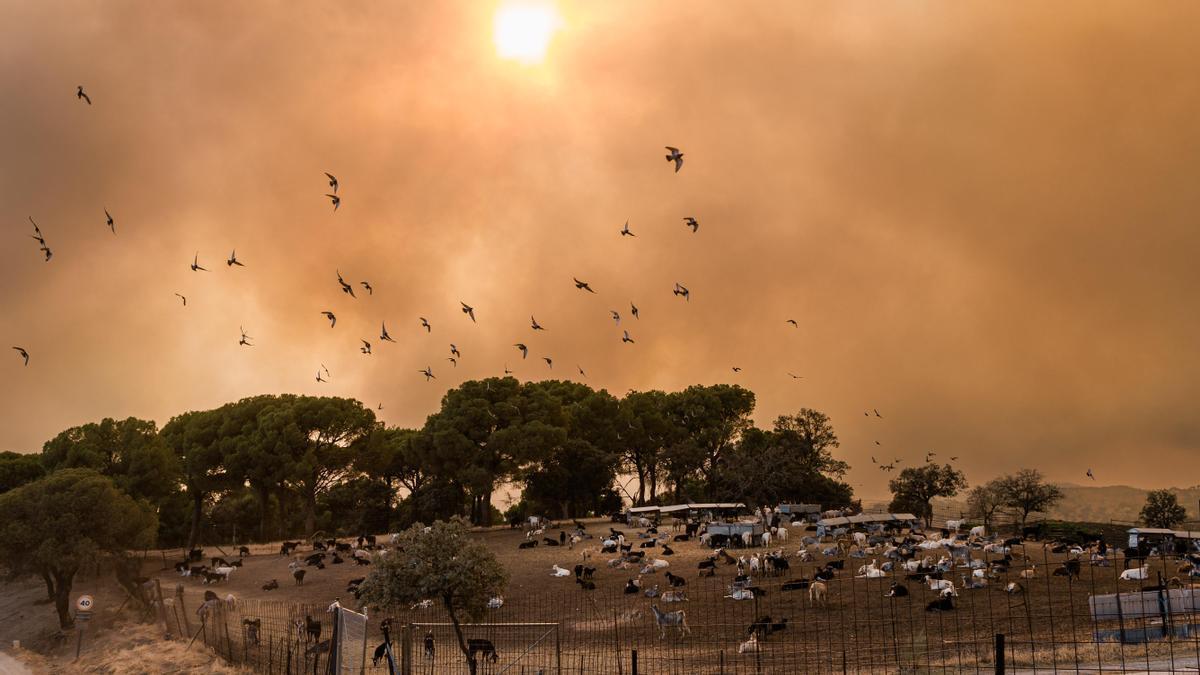 Declarada la emergencia de 'nacional' por el fuego. En la imagen San Martín de Valdeiglesias