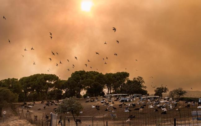 Declarada la emergencia de 'nacional' por el fuego. En la imagen San Martín de Valdeiglesias