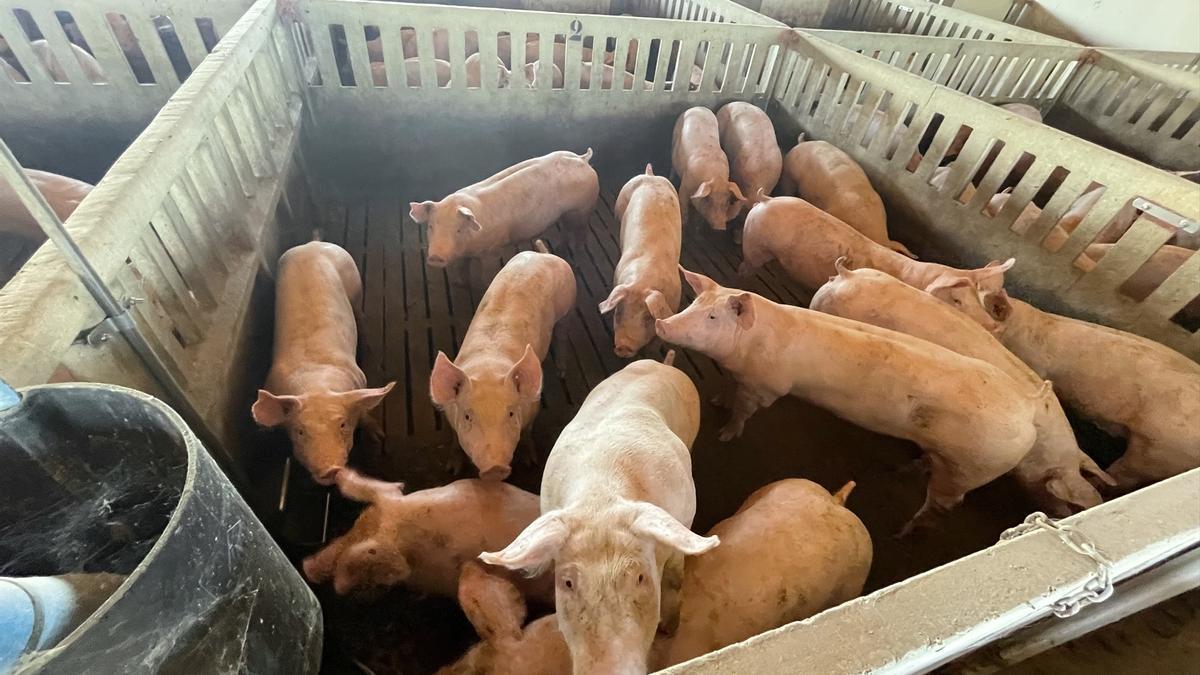 Una granja de cerdos.