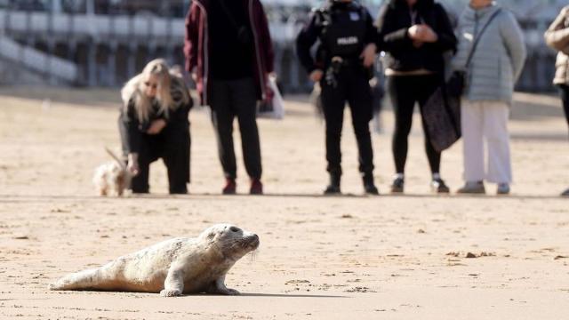 Una foca en la playa de la Concha