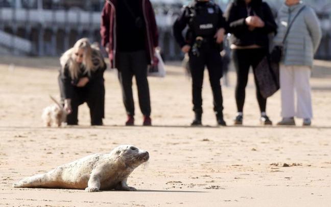 Una foca en la playa de la Concha