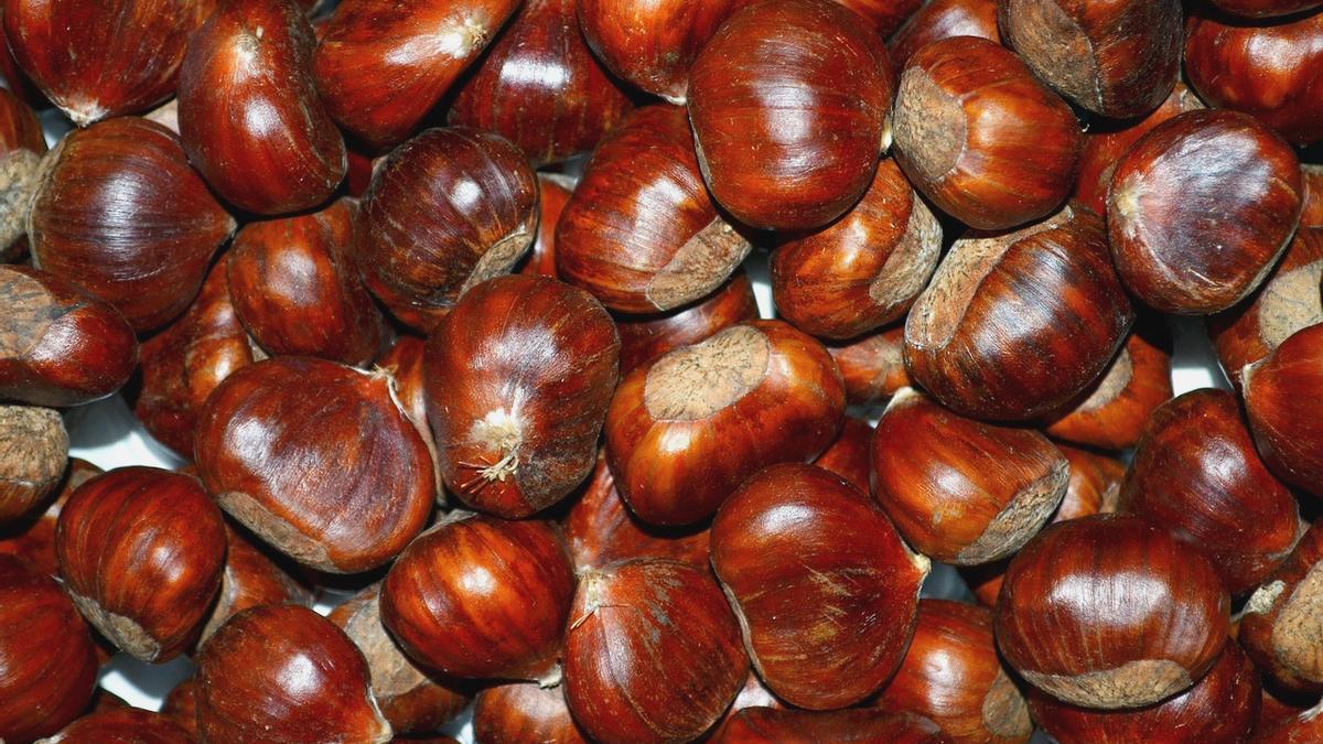 Las castañas son un manjar típico de otoño