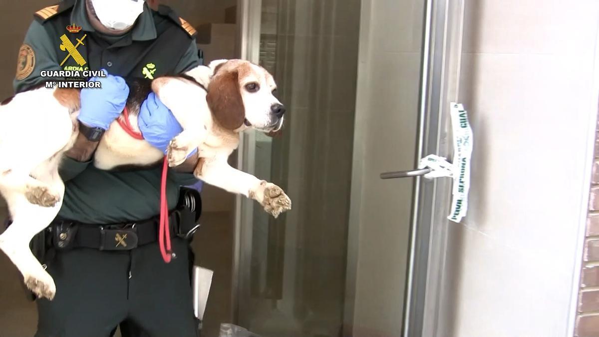 Un agente con uno de los perros rescatados del conocido como 'criadero de los horrores' de Melgar (Burgos).