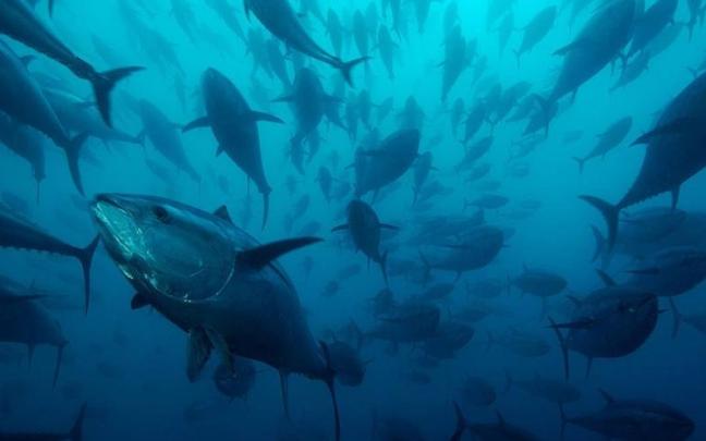 Banco de atún rojo.