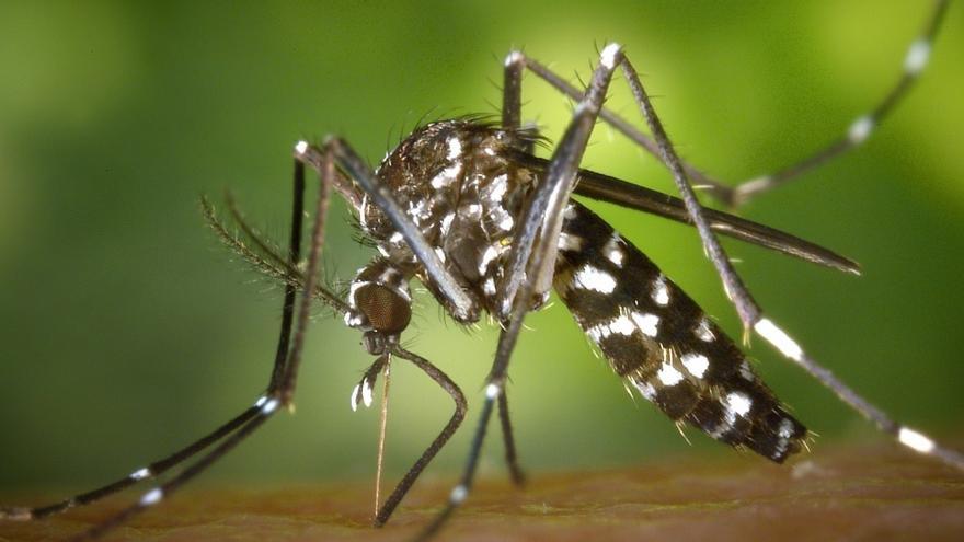 Imagen de archivo de un mosquito tigre.
