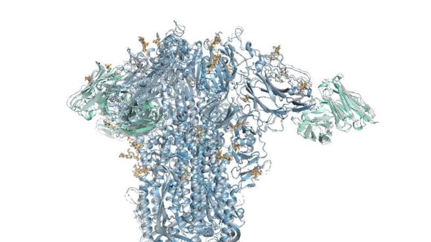 Reconstrucción de Alphafold 3 de una proteína de la espícula de un resfriado común.