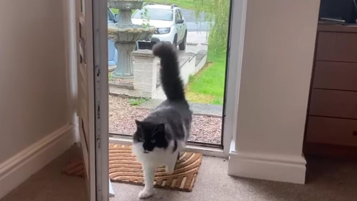 El gato, entrando por la puerta de casa.