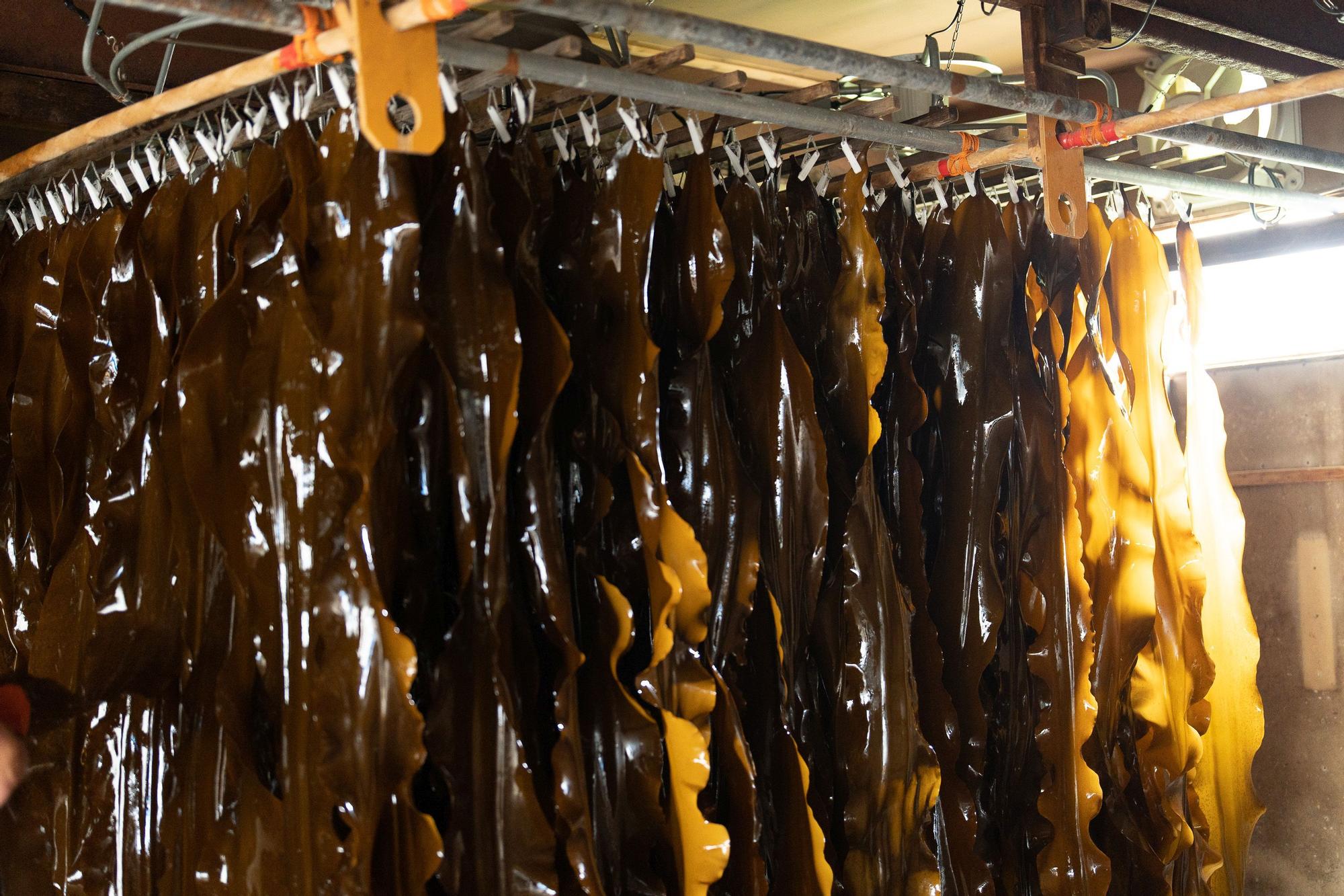 Secado de Kombu en Hokkadido.
