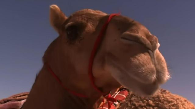 Un camello participante.