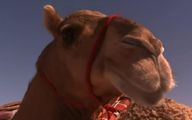 Un camello participante.