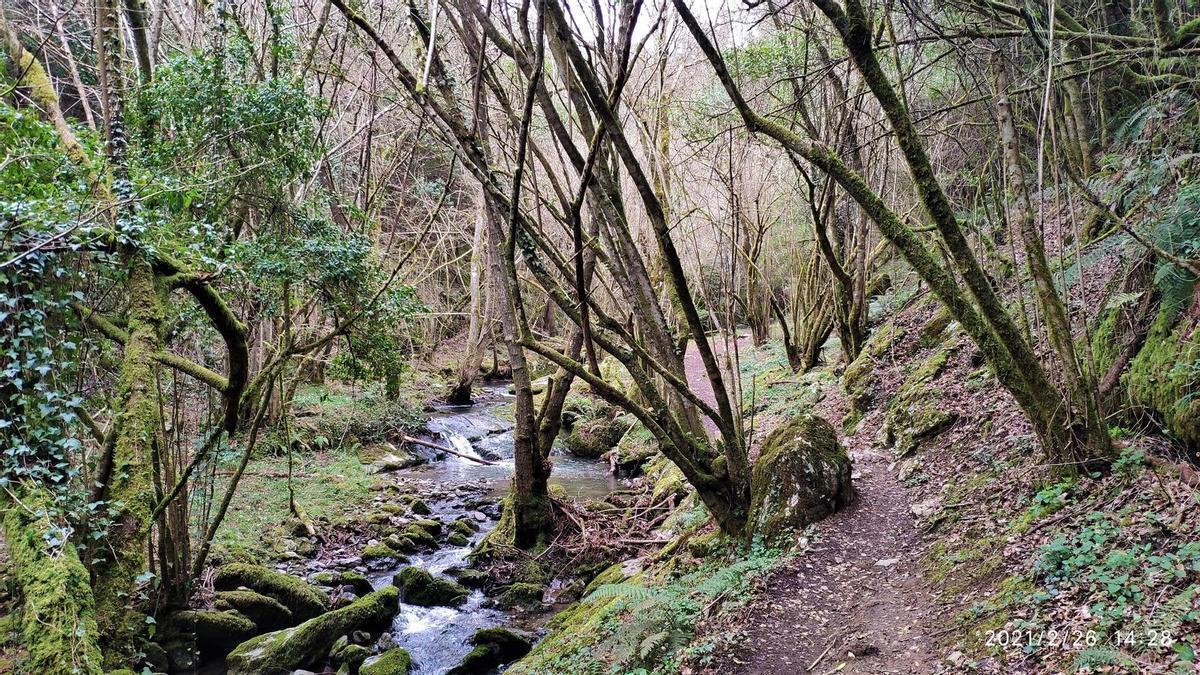 Entorno boscoso de la Senda del Arroyo Grazal