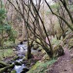 Entorno boscoso de la Senda del Arroyo Grazal