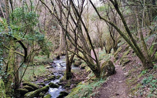 Entorno boscoso de la Senda del Arroyo Grazal