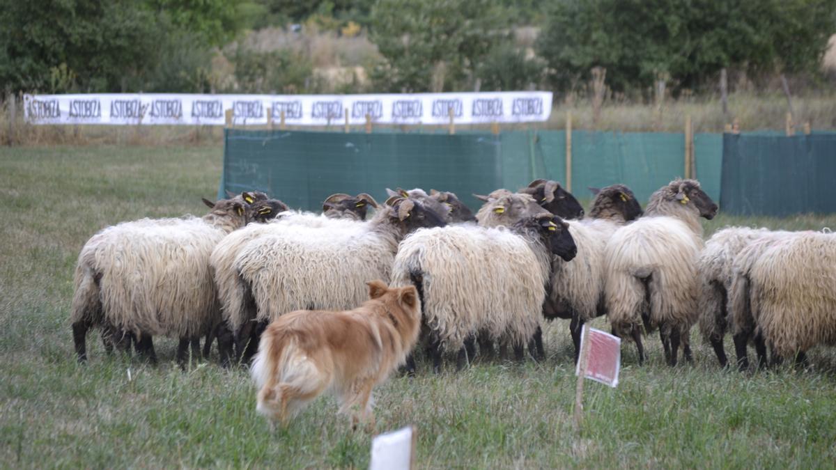 Concurso perro pastor.