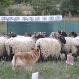 Concurso perro pastor.