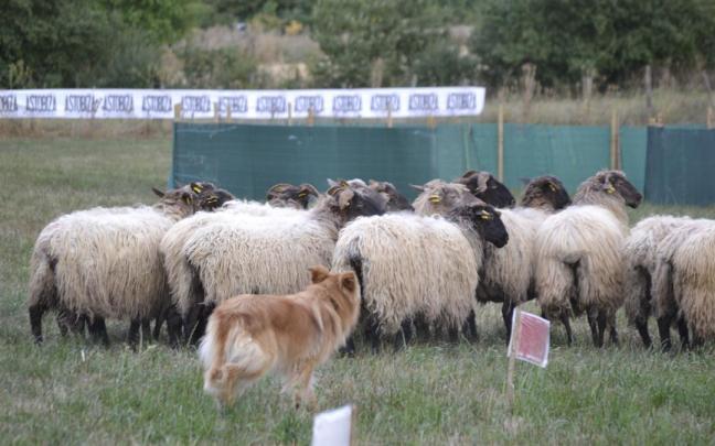 Concurso perro pastor.