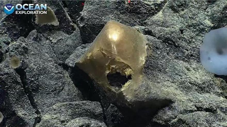 El 'huevo dorado' descubierto en el fondo del mar.