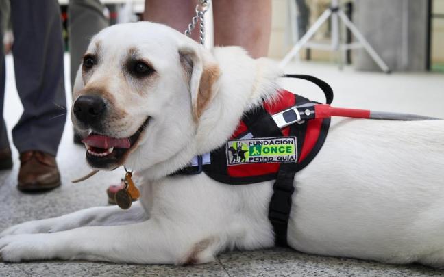 Un perro guía en una foto de archivo.