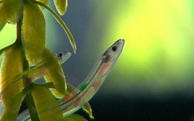 Dos angulas nadan entre algas.