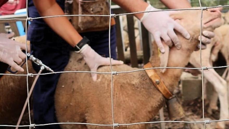 Campaña de vacunación del ganado ovino contra la lengua azul.