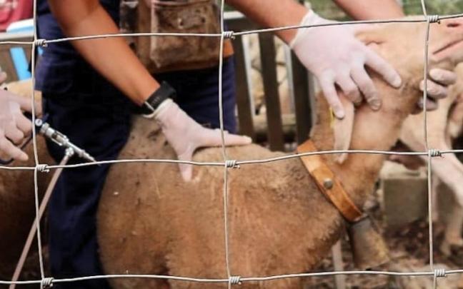 Campaña de vacunación del ganado ovino contra la lengua azul.