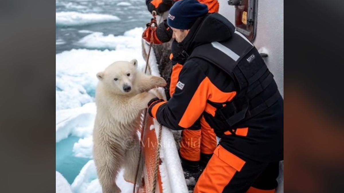 El supuesto rescate del osezno polar.