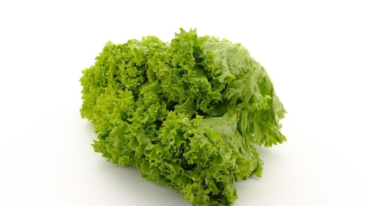 La lechuga Batavia es la más típica en la zona norte.
