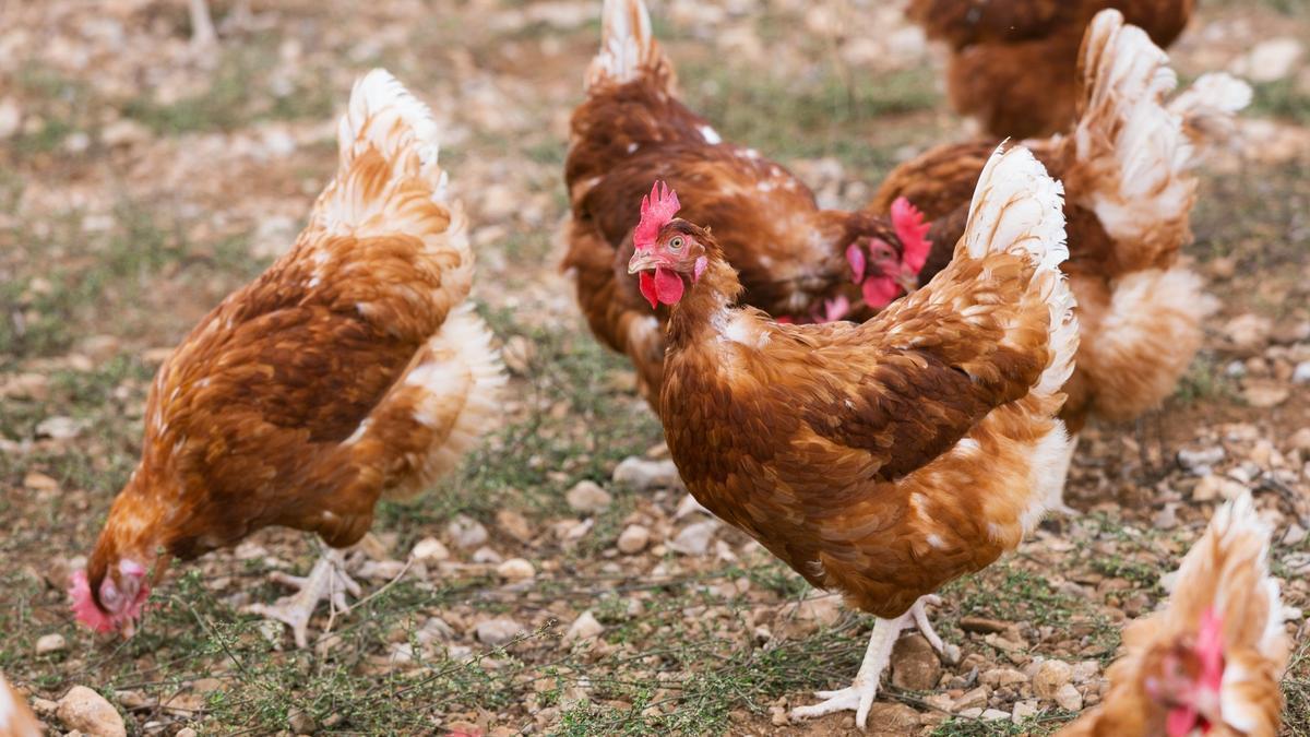 Los expertos reiteran la imposibilidad del contagio de ave a humano si el contacto es ocasional.