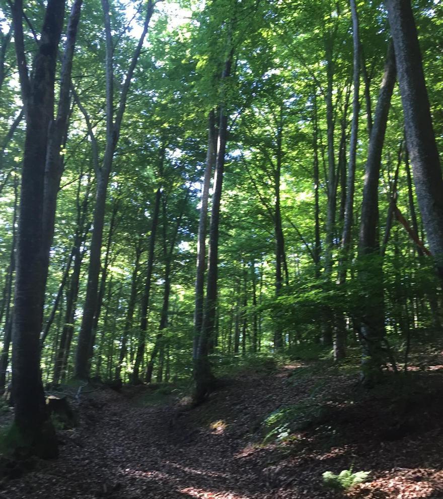 bosque de robles