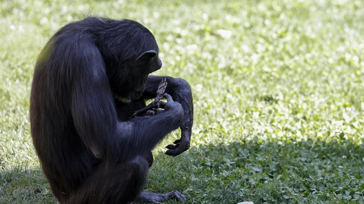Natalia, la chimpancé del Bioparc de Valencia, sostiene el cuerpo de su cría fallecida.