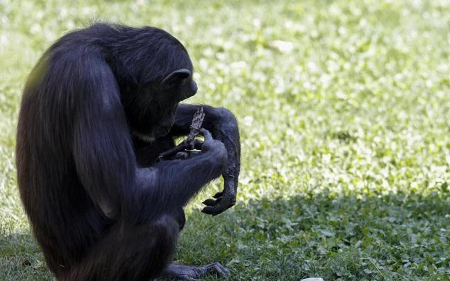 Natalia, la chimpancé del Bioparc de Valencia, sostiene el cuerpo de su cría fallecida.