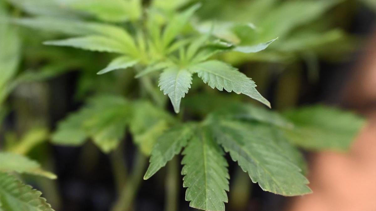 Una planta de cannabis.