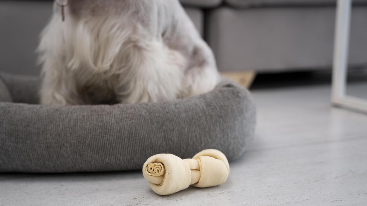 Pies de un perro sentado en su cama al lado de un hueso.