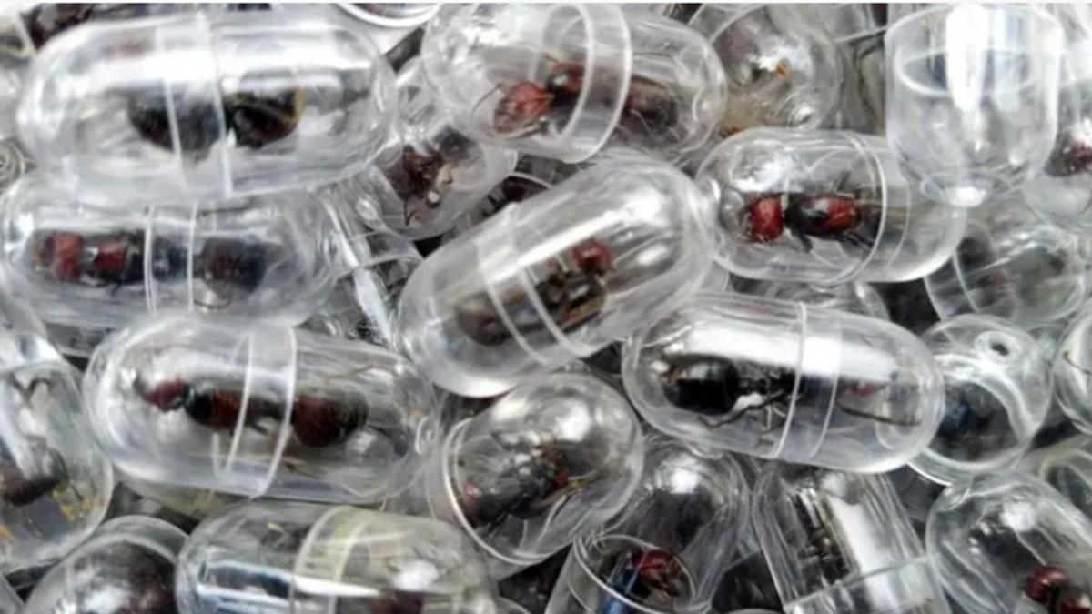 Así transportaban las hormigas.