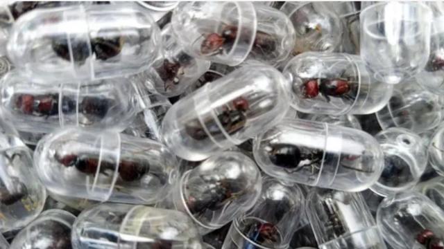 Así transportaban las hormigas.