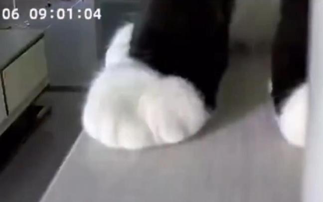 Las patas del gato, enfocadas por la cámara.