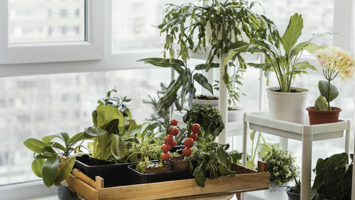 Cultivo de interior.