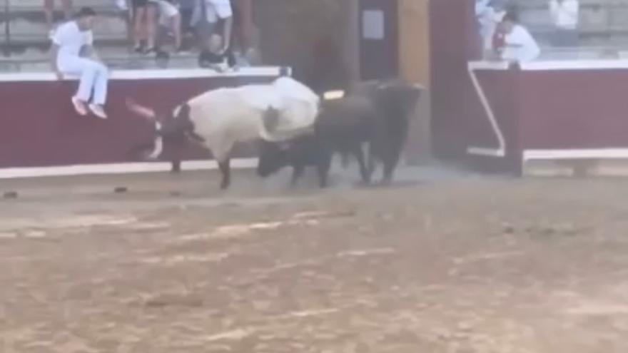 Un toro intenta cornear a un corredor en Tafalla, un cabestro le salva de las astas y sale por los aires