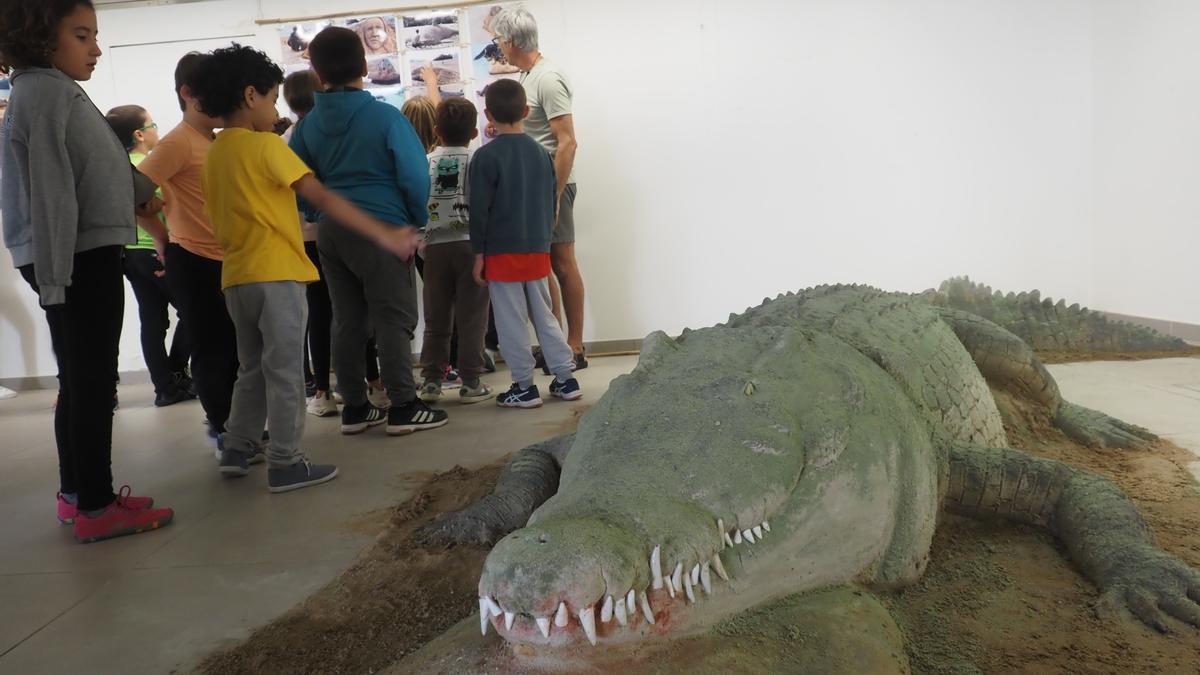 El cocodrilo de arena sorprende y fascina a cuantos tienen ocasion de verlo en la muestra.