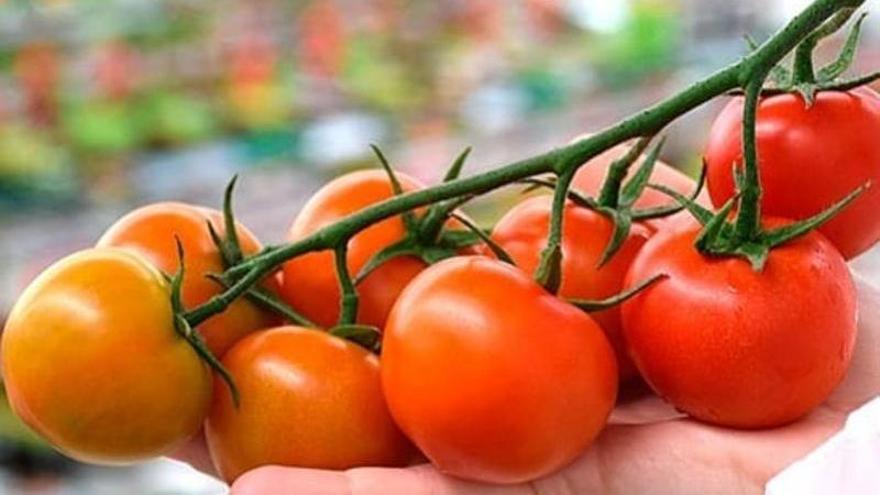 La Indicación Geográfica Protegida Tomate de La Cañada es la primera de España otorgada de manera específica a un tomate.