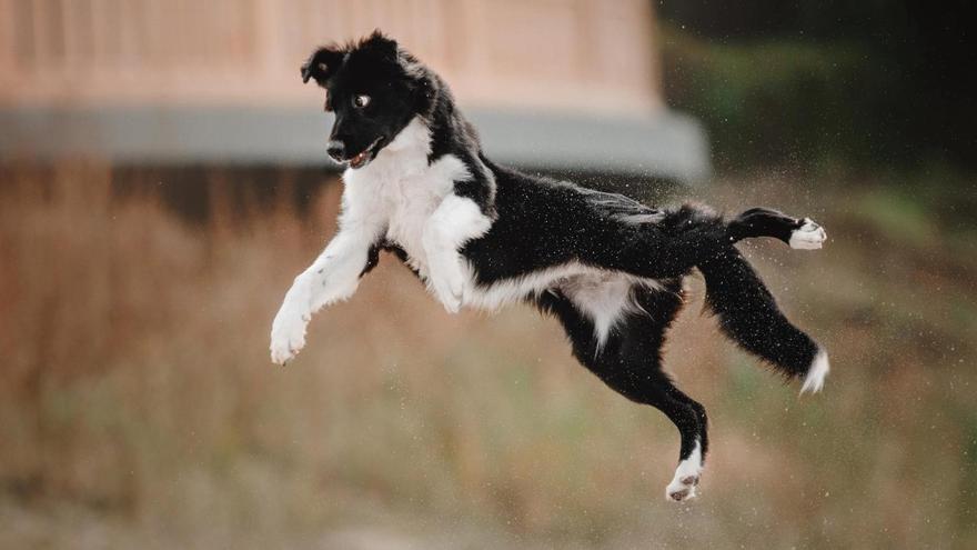Muchos saltos y carreras intensas y breves caracterizan el FRAP en los perros.