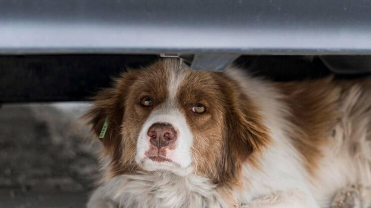 Perro resguardado debajo de un coche