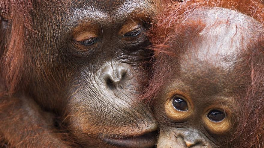 Los orangutanes son nativos de las islas de Borneo y Sumatra en el sudente asiático.
