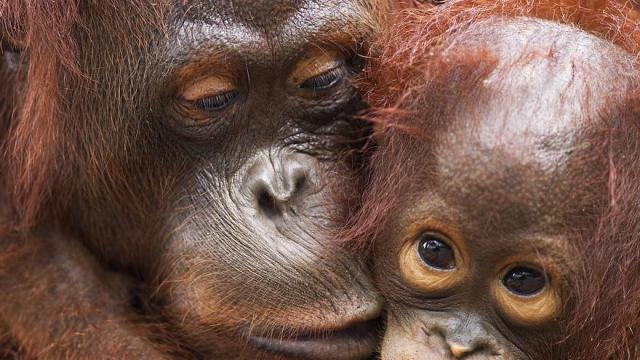 Los orangutanes son nativos de las islas de Borneo y Sumatra en el sudente asiático.